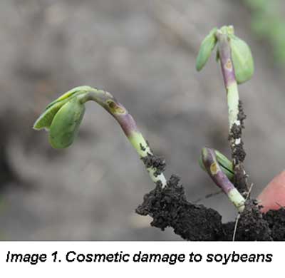 EVALUATING POTENTIAL HERBICIDE DAMAGE IN SOYBEANS